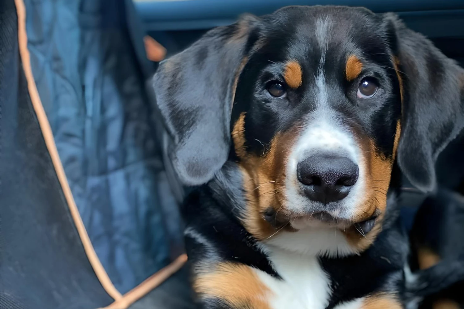 Honda Civic back seat cover for Greater Swiss Mountain Dogs