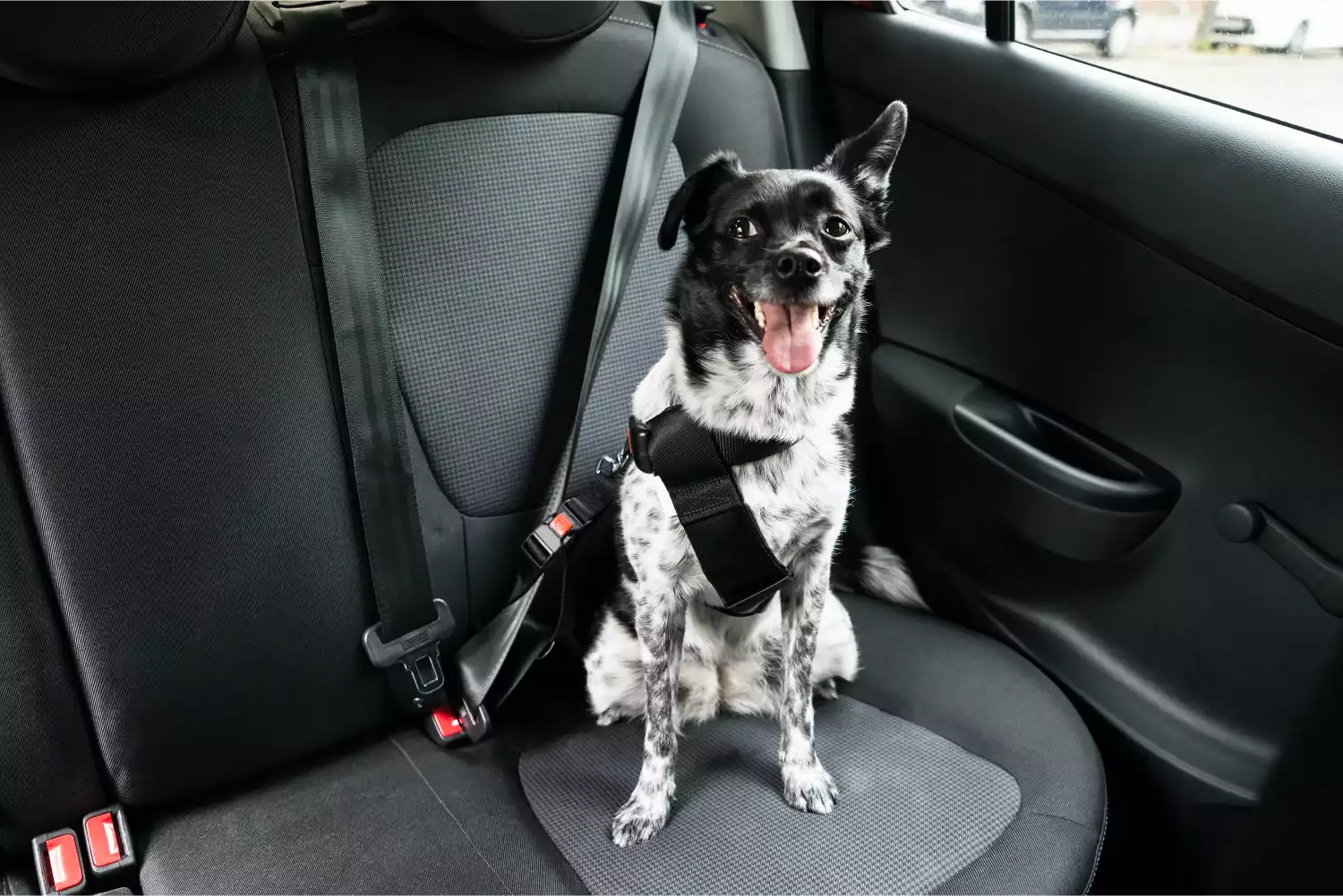 Chevrolet Tahoe Dog Car Seat Belt for Nova Scotia Duck Tolling Retrievers