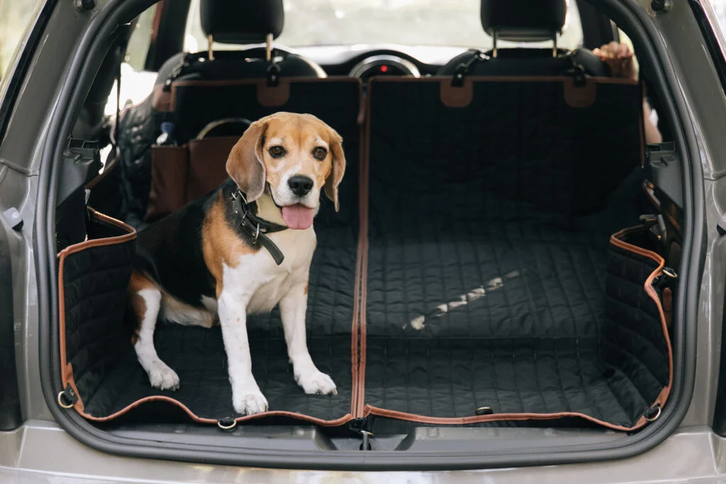 Kia Forte back seat cover for Nova Scotia Duck Tolling Retrievers