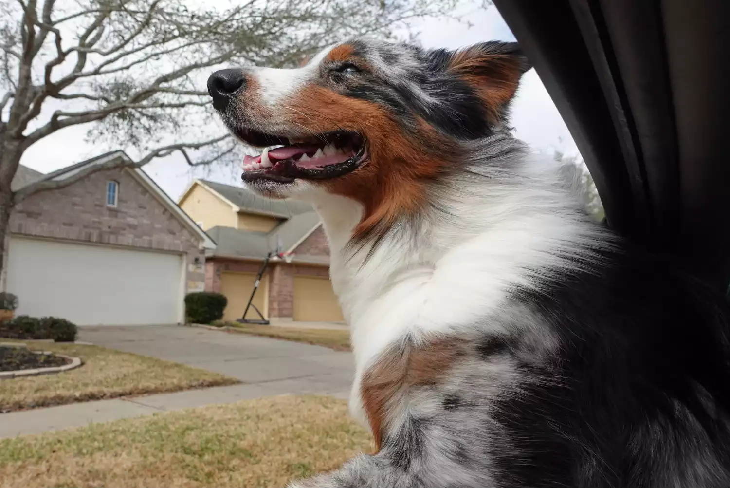 Ford Edge Dog Safety Belt for Australian Shepherds