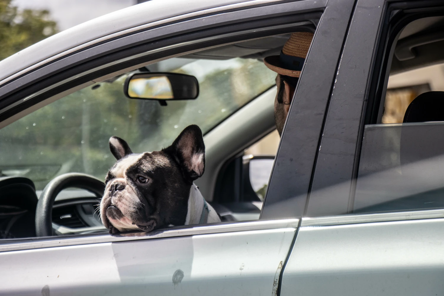 Toyota Camry Dog Safety Belt for American Staffordshire Terriers